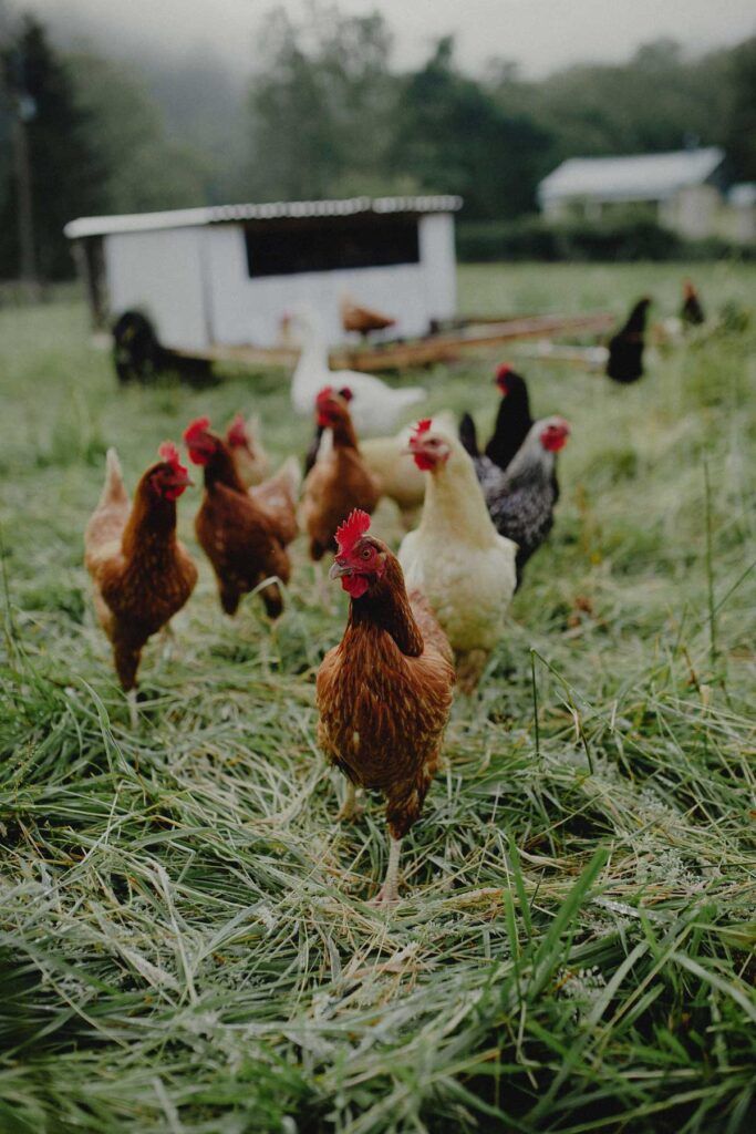 CHICKEN FARMING